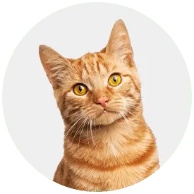 Cat Littter 4.54 kg Almo Natuur 3