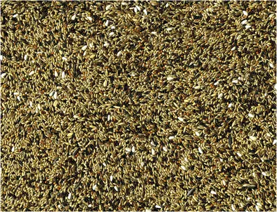 Inlandse Vogels 1 kg Xtra 2