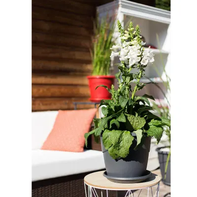 Soucoupe Marina 30 cm Antr 2