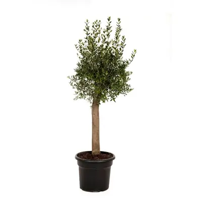 Speciekuip Rond 65 l 3