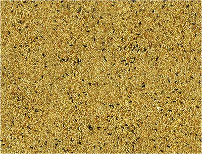 Tropische Vogels 1 kg 2