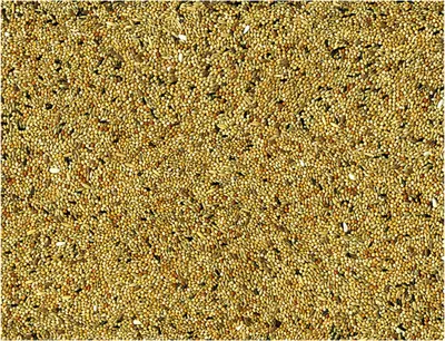 Vadigran Budgies Parakeet 1 kg 2
