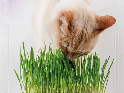 Herbe À Chat Vadigran 170 g