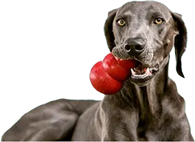 Voeding Dispencer Loop Grijs l 3 l 2